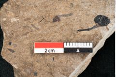 Foto (Detailansicht) von Callitris brongniartii Endl. (NHMW-GEO-2024-0188-8210)